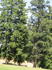 Pseudotsuga menziesii