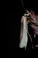 Orocrambus