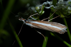 Orocrambus