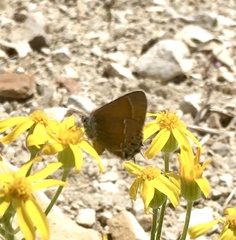 Callophrys gryneus