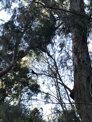 Calyptorhynchus lathami