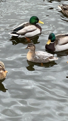 Anas platyrhynchos domesticus