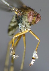 Helichochaetus discifer