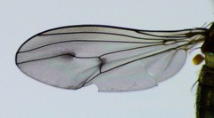 Helichochaetus discifer