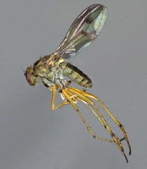 Helichochaetus discifer