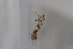 Gracillaria syringella