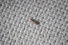 Ctenolepisma lineatum