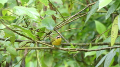 Basileuterus delattrii