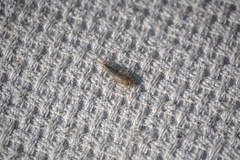 Ctenolepisma lineatum