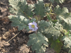 Solanum campechiense