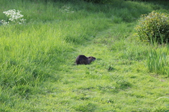 Myocastor coypus