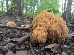 Agaricomycetes