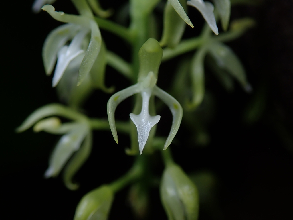 Notylia fragrans