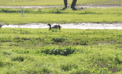 Branta hutchinsii