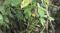 Basileuterus delattrii