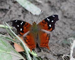 Hypanartia cinderella