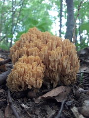 Agaricomycetes