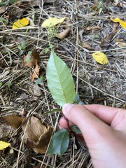 Prunus lusitanica
