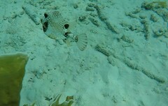 Lactophrys triqueter