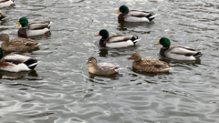 Anas platyrhynchos domesticus