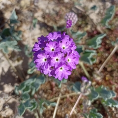 Abronia villosa