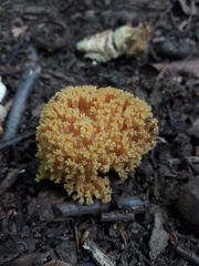 Agaricomycetes