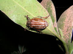 Polyphylla taiwana