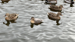 Anas platyrhynchos domesticus