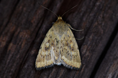 Heliocheilus paradoxus