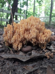 Agaricomycetes