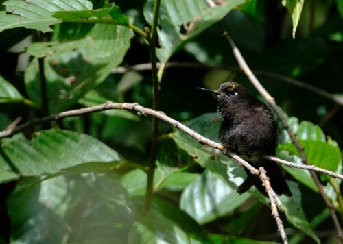 Black Metaltail (Metallura phoebe), photo 5