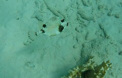 Lactophrys triqueter