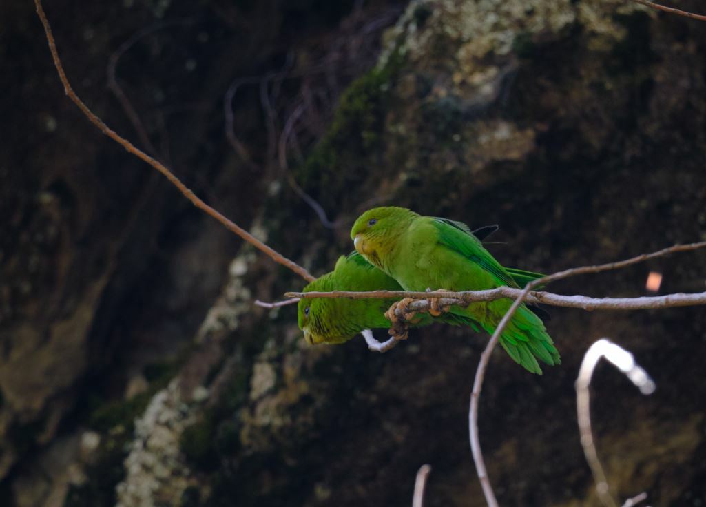 Andean Parakeet (Bolborhynchus orbygnesius), photo 4