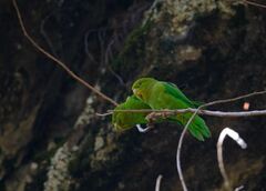 Andean Parakeet photo 2