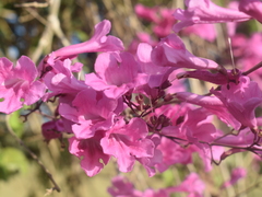 Fridericia