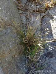 Rytidosperma corinum