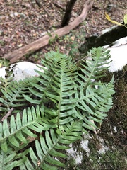 Polypodium appalachianum