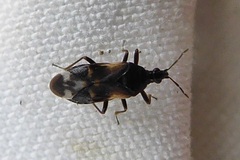 Anthocoris