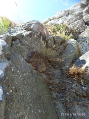 Rytidosperma corinum