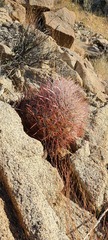 Ferocactus gracilis