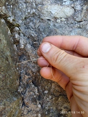 Rytidosperma corinum