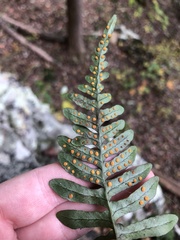 Polypodium appalachianum