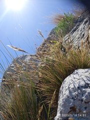 Rytidosperma corinum