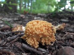 Agaricomycetes