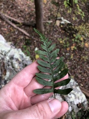 Polypodium appalachianum