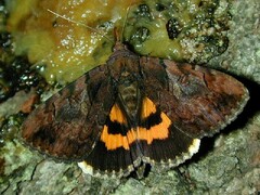 Catocala muliercula