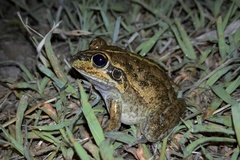 Ranoidea alboguttata