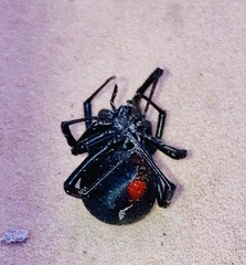 Latrodectus mirabilis