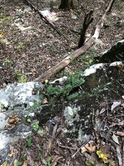 Polypodium appalachianum