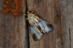 Cacozelia basiochrealis